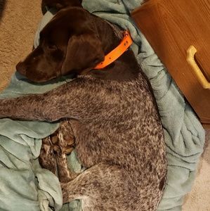 Meet your Posher, Jake